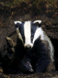 Badger