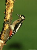 Great Spotted Woodpecker  Portrait