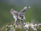 Peregrine Falcon  Plucking Pigeon  Scotland