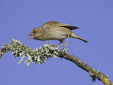 Greenfinch  Adult Female Calling  Scotland