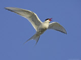 Arctic Tern  Adult in Flight  Iceland