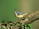Nuthatch