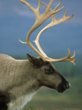 Reindeer  Rangifer Tarandus Portrait of Adult Late Summer  Scotland