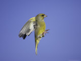 Greenfinch  Adult Male in Flight  Scotland