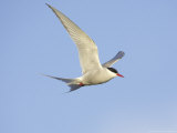 Arctic Tern  Adult in Flight  Iceland