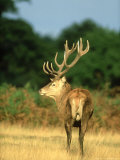 Red Deer  Cervus Elaphus Stag on Edge of Woodland Autumn UK