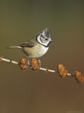 Crested Tit  Adult Perching  Scotland