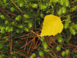Silver Birch Leaf Close up on the Forest Floor  UK