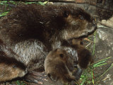 Canadian Beaver  Castor Canadensis Female with Young