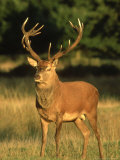 Red Deer  Cervus Elaphus  UK