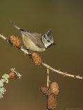 Crested Tit  Adult Perching  Scotland