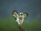 Osprey  Pandion Haliaetus Adult Male Perched Shaking Wings  Scotland  UK