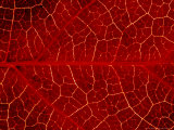 Close-up Detail of Veins In  Leaf of Virginian Creeper October  Scotland