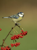 Blue Tit  Perched on Berries  UK