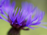Cornflower  Close-up of Flower Head  Scotland