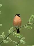Bullfinch  Pyrrhula Pyrrhula Male on Willow Yorkshire  UK