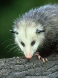 Opossum  Didelphis Marsuplalis Close-up Portrait
