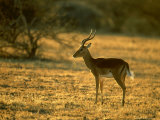Impala  Aepyceros Melampus Melampus Male in Dry Grassland Botswana  Southern Africa