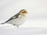 Snow Bunting  Adult Female  Scotland