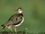 Lapwing  Adult on Grassy Hummock Scotland  UK