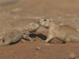 Black-Tailed Prairie Dog