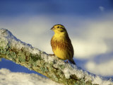Yellowhammer  Emberiza Citrinella Male Perched on Branch Strathspey  Scotland