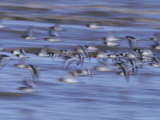 Oystercatchers  Flock in Flight  UK