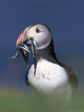 Atlantic Puffin  Close-up of Adult with Sand Eels  Scotland