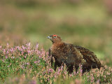 Red Grouse  Lagopus Lagopus Scoticus Male on Heather UK