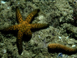 Seastar  Queensland  Australia