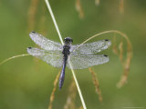 Black Darter  Adult on Grass Stem  Scotland