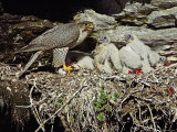 Gyr Falcon  Adult Female Feeding Chicks at Nest Site  Sweden