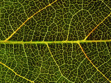 Close-up Detail of Veins  Leaf of Virginian Creeper  October  Scotland