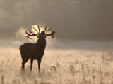 Red Deer  Stag Roaring on Frosty Morning