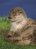 European Otter  Close-up of Female