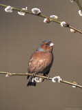 Chaffinch  Male Perched on Pussy Willow  UK