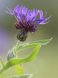 Cornflower  Close up of Flower Head  Scotland