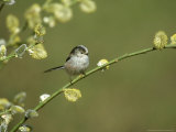 Long-Tailed Tit  Aegithalos Caudatus  Yorkshire  UK
