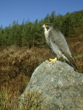 Peregrine Falcon  Falco Peregrinus Male Perched on Rock St Rathspey  UK