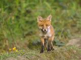 Red Fox  Cub  UK