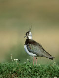 Lapwing  Adult on Grassy Ridge Scotland  UK  July