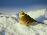 Yellowhammer  Emberiza Citrinella Male Perched in Snow Str Athspey  Scotland