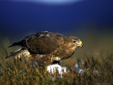 Common Buzzard  Feeding on Ground Highlands