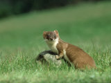 Stoat  Adult on Rock in Meadow