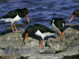 Oystercatcher  Pair Displaying on Rock  Scotland