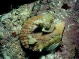 Murex  Feeding on Scallop  Australia
