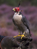 Peregrine Falcon  Falco Peregrinus