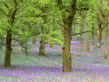 Bluebells
