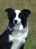 Border Collie  Portrait of Nine Month-Old Dog