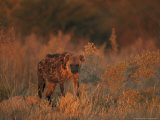 Spotted Hyena  Adult in Dawn Light  Southern Africa